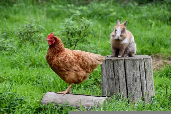 Casa Carvalho - Fitossanitários e Rações para animais na Sobreda em Almada