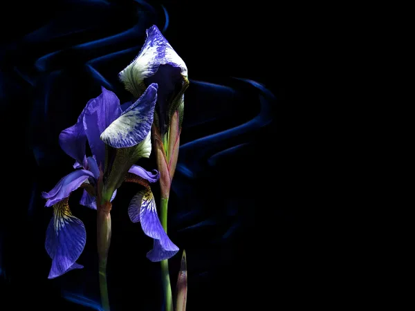 Florista Lírio Azul