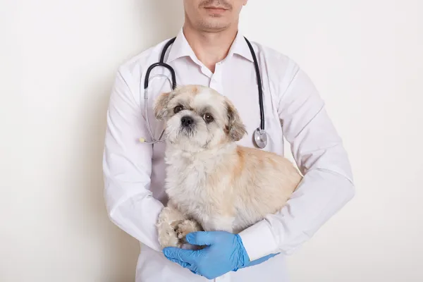 Clínica Veterinária do Feijó
